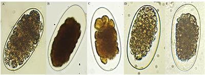 Anthelmintic Activity of Extracts and Active Compounds From Diospyros anisandra on Ancylostoma caninum, Haemonchus placei and Cyathostomins